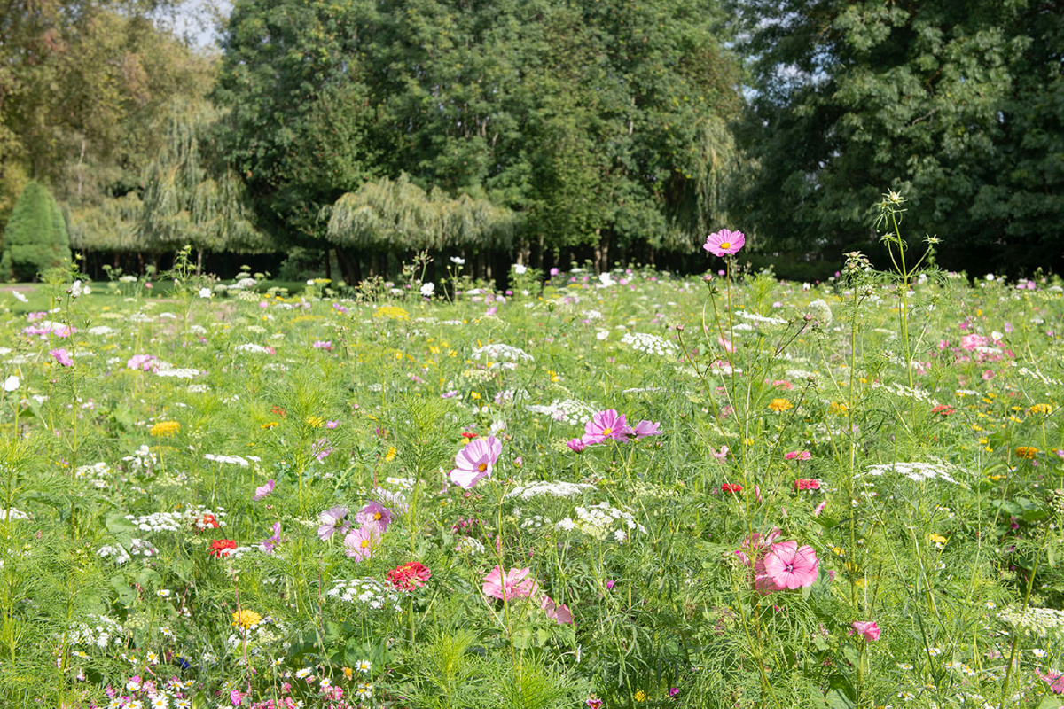 Sustainable events in Chester.